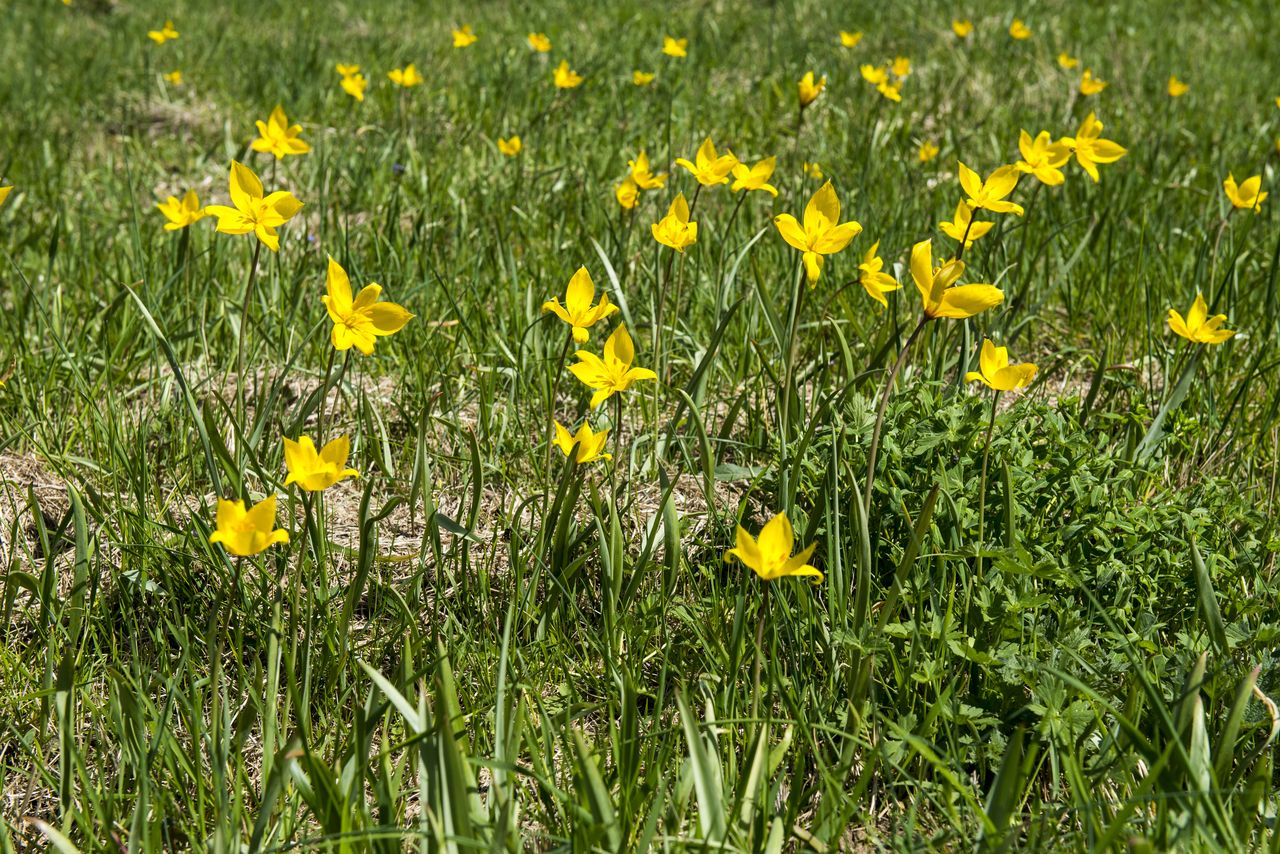 Flore Tulipe de vigne Tul_0413